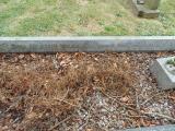image of grave number 583130